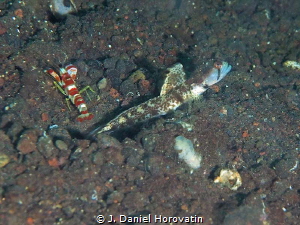Shrimp Goby on the lookout while is partner cleans the den. by J. Daniel Horovatin 